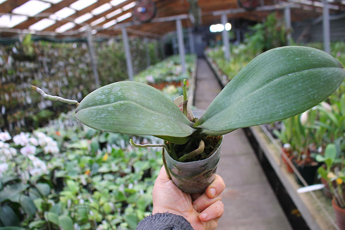 Phalaenopsis Sogo Lawrence.jpg