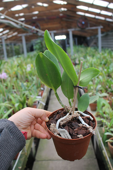 Brassolaeliocattleya Waianae Leopard x Cattleya Corcovado.jpg