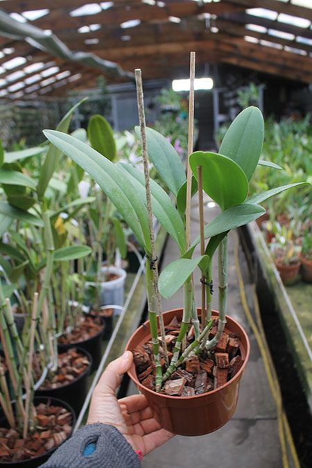 Brassavola digbyana x Rhyncholaeliocattleya Green Devil.jpg