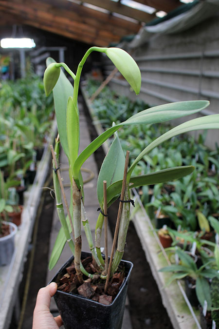 Laeliocattleya Hsinying Pub 'Albo Sanguinea' (purpurata x Batagesi).jpg