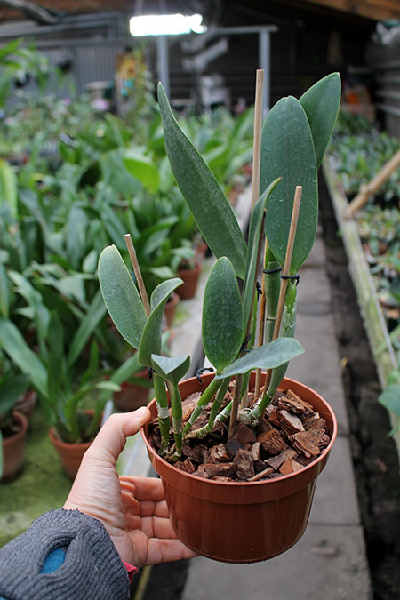 Laeliocattleya Sagarik Wax 'Silk Ball' x Sophrolaeliocattleya Aloha Jewel 'Ho May'.jpg