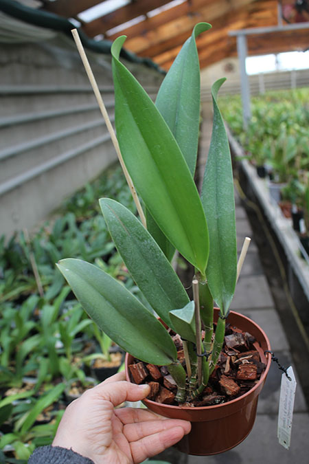 Laeliocattleya Haw Yuan Angel 'Small Beauty' x Brassavola digbyana 'Mr Pig'.jpg