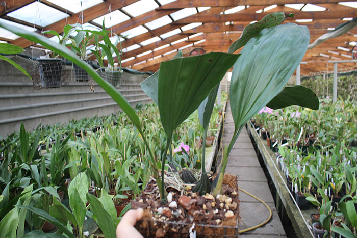 Stanhopea oculata.jpg