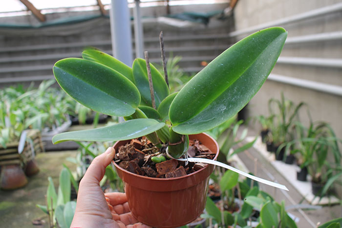 Cattleya warneri integra orlata-pincelada 'Superba' x SELF.jpg