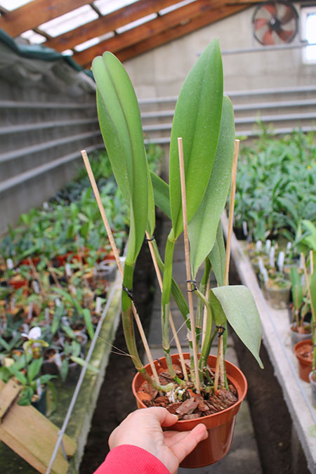 Potinara Chief Emperor 'Sunset'.jpg