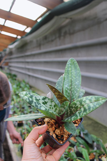 Paphiopedilum Hung Sheng Pulsar x celebensis.jpg