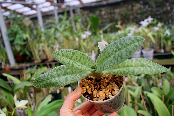 Paphiopedilum venustum alba.jpg