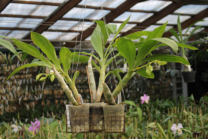 Cycnoches Jumbo Cooper 'SVO’ x Cycnoches Alexis Jesus Pardo 'Sleeper Keeper’.jpg