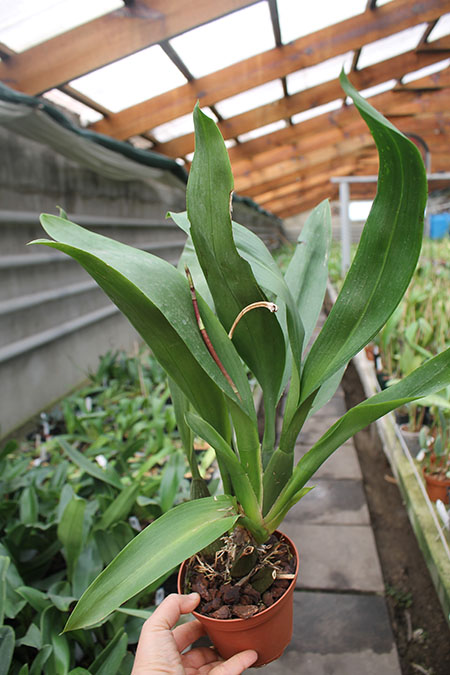 Vuylstekeara Yokara 'Perfection' x Oncidium leucochillum.jpg