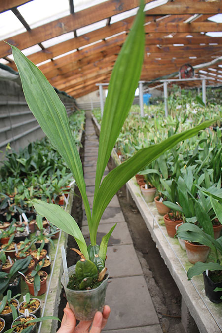 Lycaste aromatica.jpg