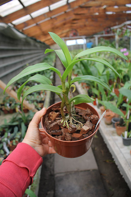 Dendrobium stratiotes.jpg