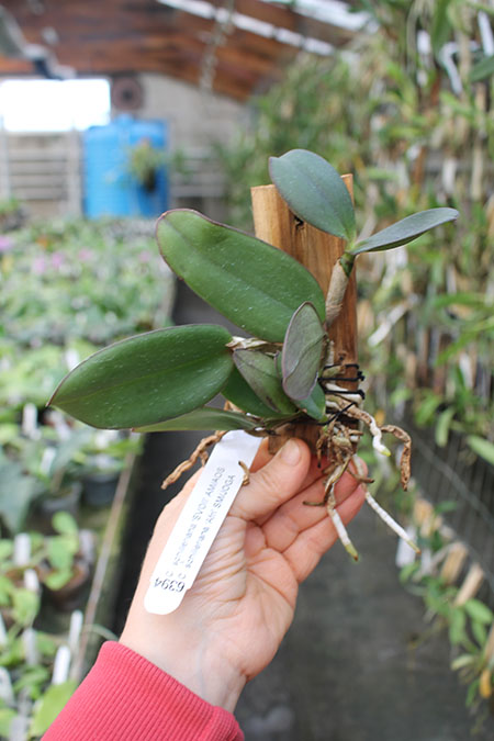 Cattleya schilleriana 'SVO II' x schilleriana 'Afri'.jpg