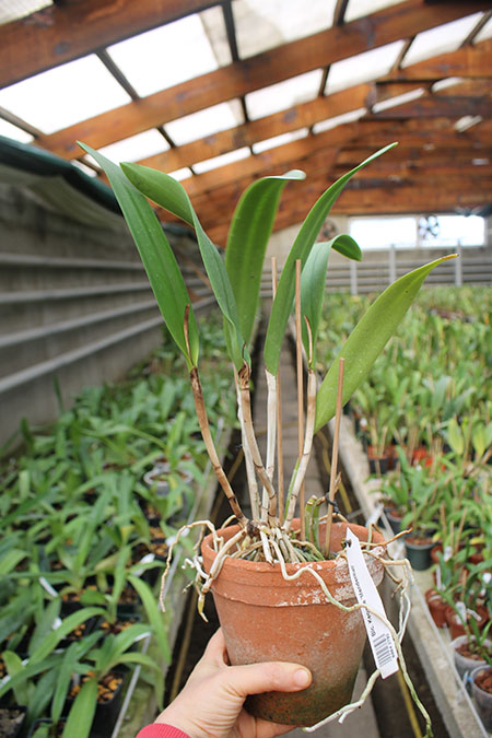 Brassolaeliocattleya Keowee 'Mendenhall'.jpg