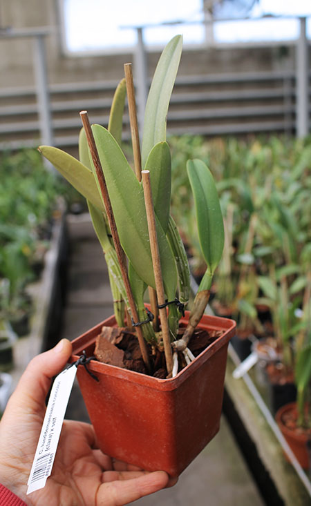 Cattleya lueddemanniana concolor (clara) x self.jpg