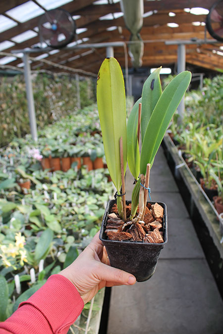 Cattleya mossiae semi alba '#46'.jpg