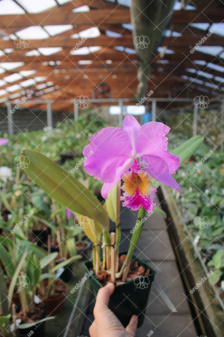 Cattleya labiata amoena 'Preciosa' (Z-8) x labiata alba 'Cisne Branco' (Z-268).jpg
