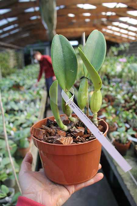 Cattleya trianae coerulea (40-8) x SELF.jpg