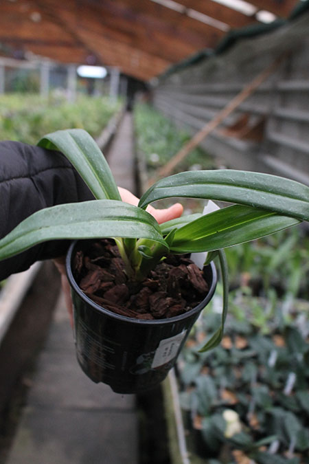 Phragmipedium kovachii.jpg