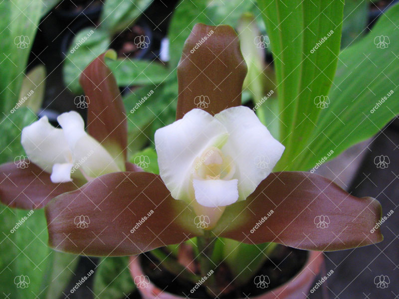 Lycaste macrophylla.jpg