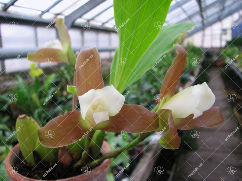 Lycaste macrophylla.jpg