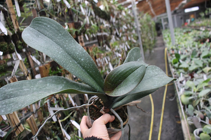 Phalaenopsis schilleriana x stuartiana.jpg