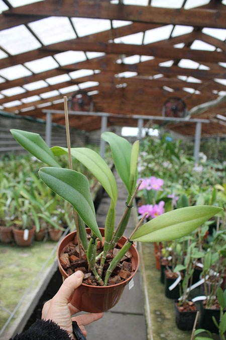 Rhyncholaeliocattleya (King Harold x Monroe Walk).jpg