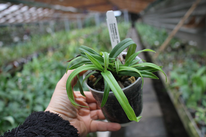 Phragmipedium Carol Kanzer.jpg