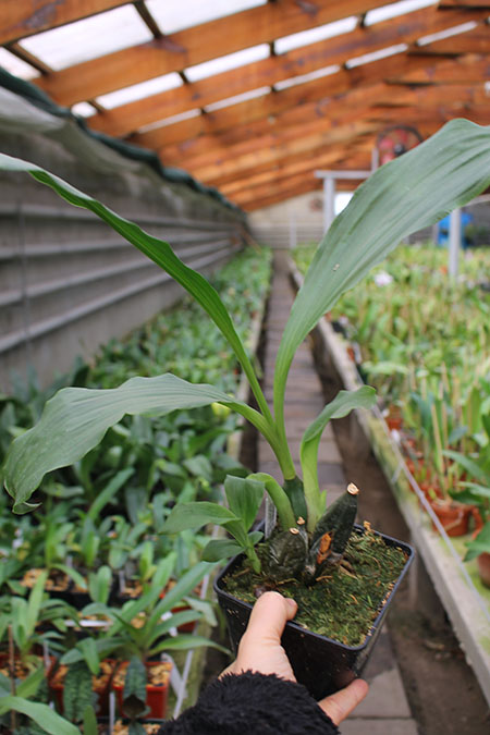 Anguloa virginalis.jpg