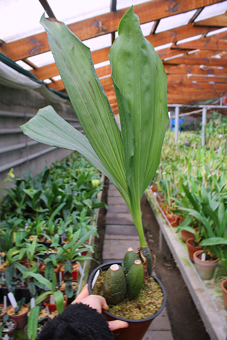 Anguloa clowesii x virginalis.jpg