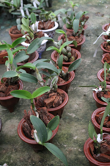 Cattleya nobilior amalie.jpg