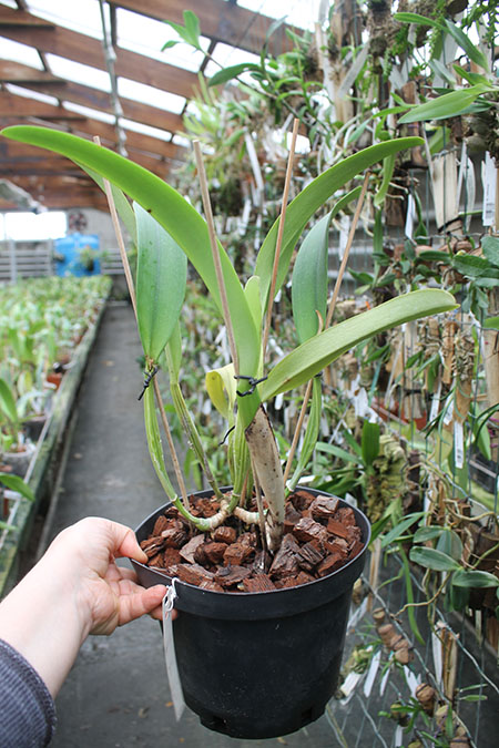 Cattleya trianae alba XXXX x Cattleya trianae amoena 'Rainha'.jpg