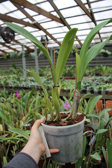 Cattleya trianae coerulea (36-8) x Cattleya lueddemanniana coerulea 'Pedra Azul'.jpg