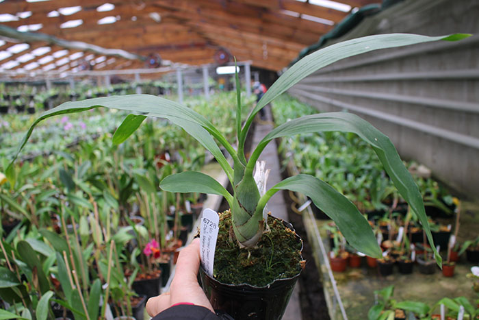Mormodia Painted Desert 'SVO' x Catasetum Melana Davison 'Fox Tail'.jpg