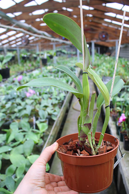 Brassolaeliocattleya Eve Marie Barnett 'Magnificent Watermelon Gold' x Brassolaeliocattleya Sanyung Ruby 'Shin Mei'.jpg