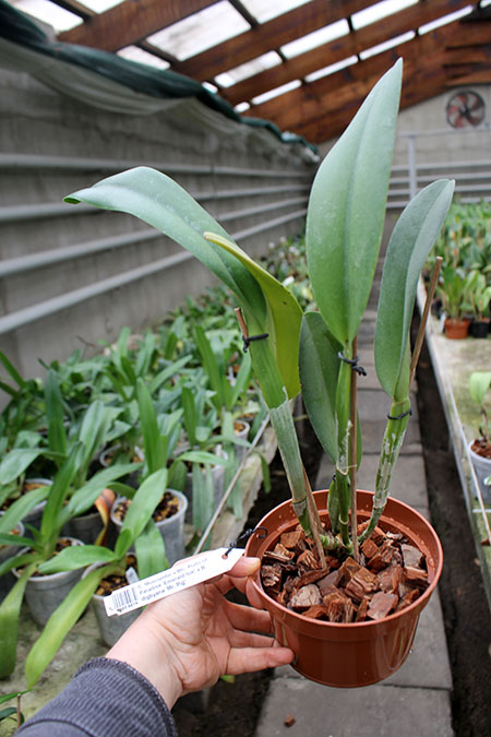 Laeliocattleya Bella var rubra.jpg