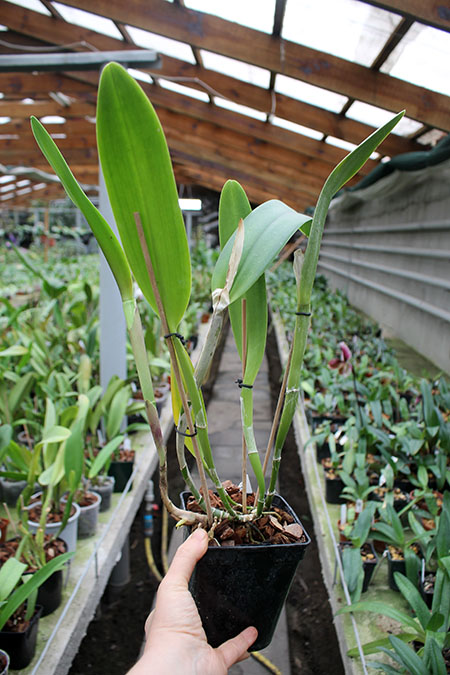 Epidendrum parkinsonianum x Brassavola digbyana.jpg