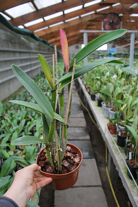 Laelia tenebrosa x Cattleya Penny Kuroda 'spots'.jpg
