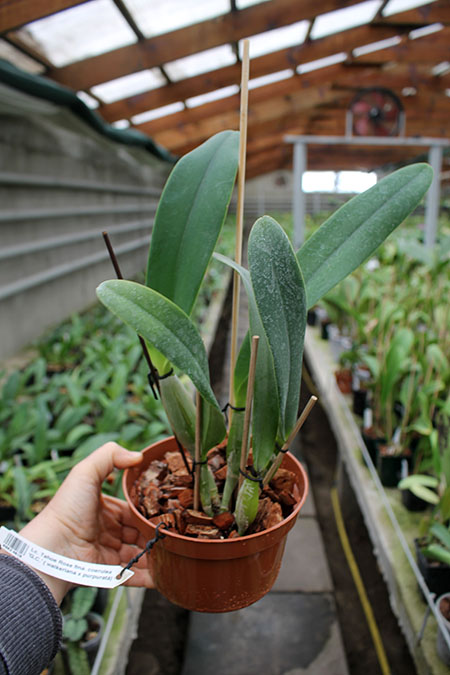 Laeliocattleya Tahoe Rose.jpg
