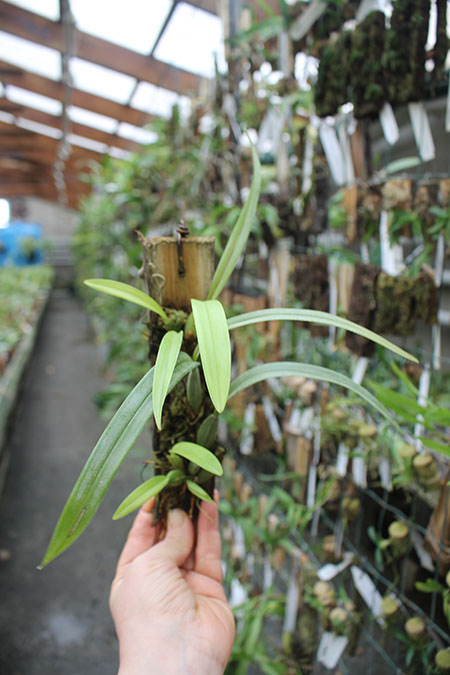 Maxillaria variabilis.jpg