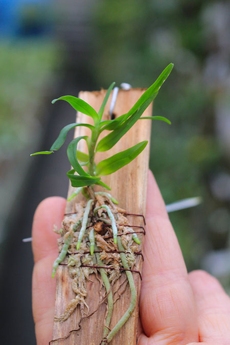 Angraecum arachnites.jpg