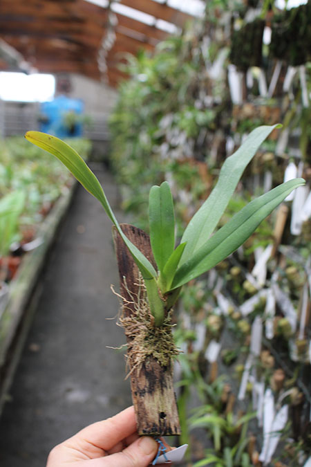 Aeranthes ramosa.jpg