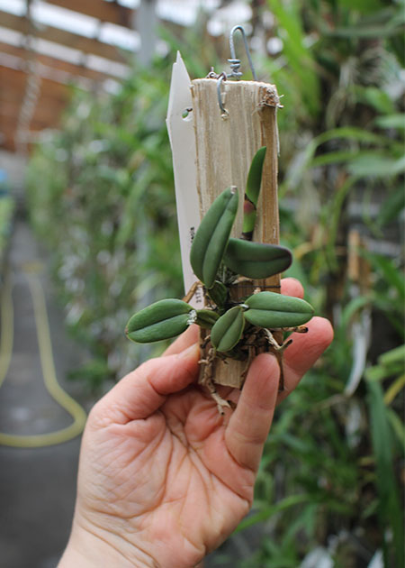 Cattleya luteola (GC 4N x H&R 4N).jpg