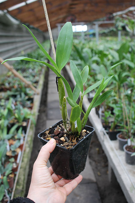 Dendrobium Joyce Kelly (johnsoniae x spectabile).jpg