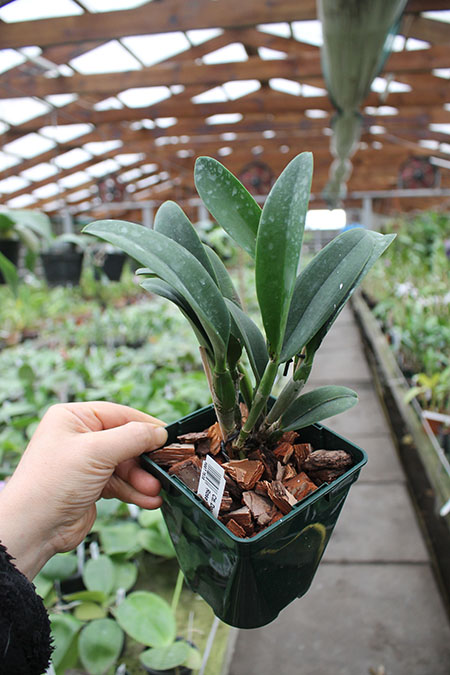 Cattlianthe Doris and Byron 'Christmas Rose'.jpg