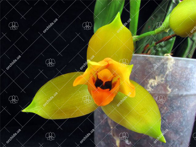 Lycaste cruenta.jpg