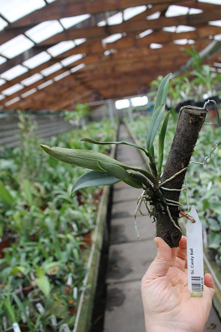 Sophrocattleya Candy Ball.jpg