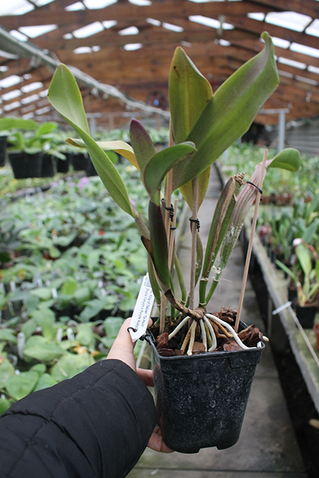 Brassolaeliocattleya King of Taiwan 'Ta-Hsin'.jpg