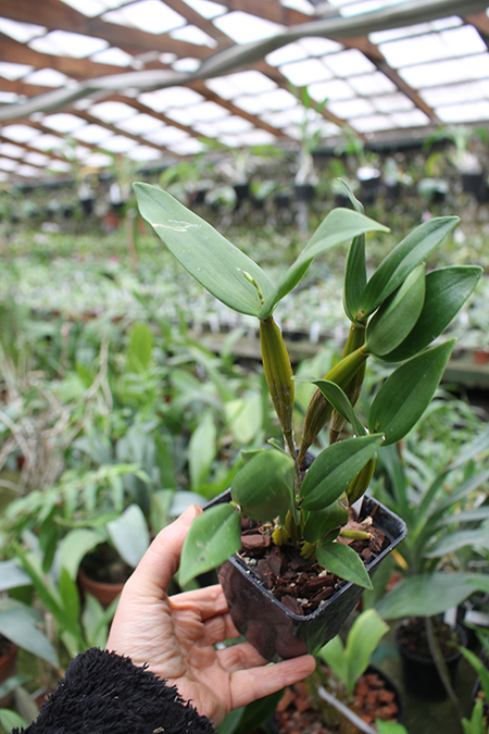 Dendrobium Mini Snowflake x Micro Chip.jpg