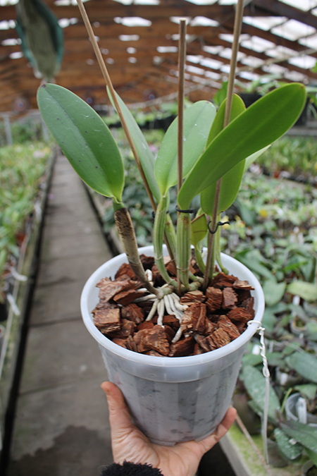 Cattleya lueddemanniana (Morena x OK-2) 'N 1' x lueddemanniana dark lip splash.jpg