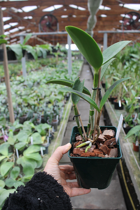 Cattleya Green Emerald 'Orchid Queen' (Cattleya Elizabeth Mahon x Cattleya Thospol Spot).jpg